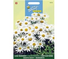 Buzzy® Chrysanthemum, Lage Margriet Silver Princess - afbeelding 1