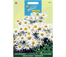 Buzzy® Chrysanthemum, Lage Margriet Silver Princess - afbeelding 2