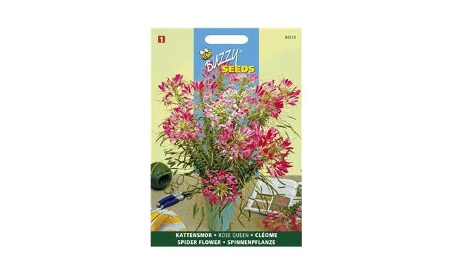 Buzzy® Cleome, Kattensnor Rose Queen - afbeelding 1