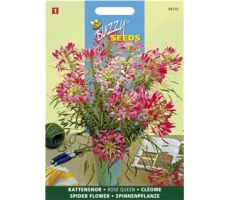 Buzzy® Cleome, Kattensnor Rose Queen - afbeelding 2