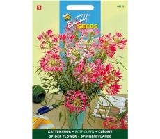 Buzzy® Cleome, Kattensnor Rose Queen - afbeelding 2