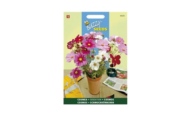 Buzzy® Cosmos, Cosmea Sensation gemengd - afbeelding 1