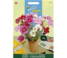 Buzzy® Cosmos, Cosmea Sensation gemengd - afbeelding 1