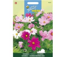 Buzzy® Cosmos, Cosmea Sonata gemengd - afbeelding 1