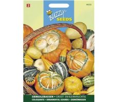 Buzzy® Cucurbita, Sierkalebas klein- en groot gemengd - afbeelding 1