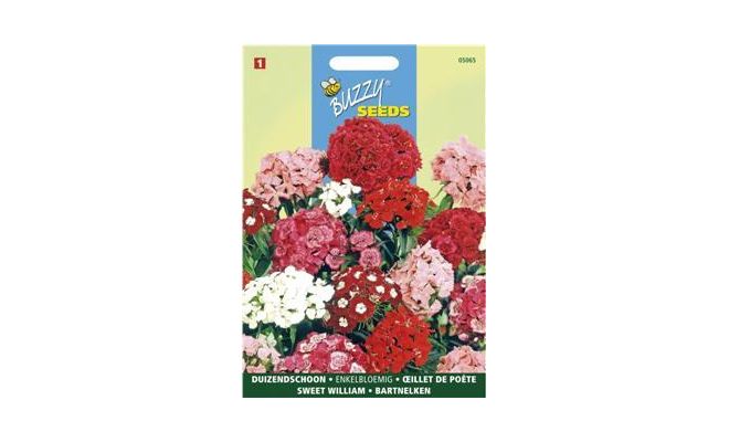Buzzy® Dianthus, Duizendschoon enkelbloemig gemengd - afbeelding 1