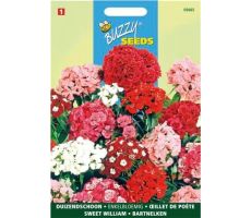 Buzzy® Dianthus, Duizendschoon enkelbloemig gemengd - afbeelding 2