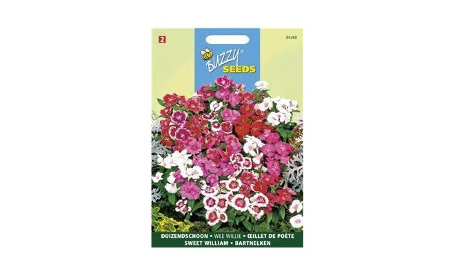 Buzzy® Dianthus, Duizendschoon Wee Willie gemengd - afbeelding 1