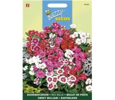 Buzzy® Dianthus, Duizendschoon Wee Willie gemengd - afbeelding 1