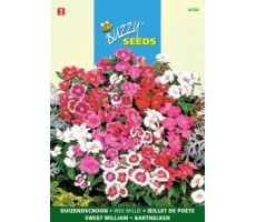 Buzzy® Dianthus, Duizendschoon Wee Willie gemengd - afbeelding 2