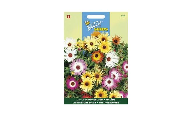 Buzzy® Dorotheanthus, IJsbloem kleurenmengsel - afbeelding 1