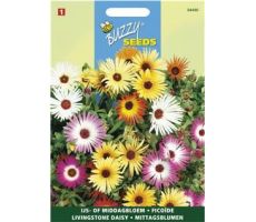 Buzzy® Dorotheanthus, IJsbloem kleurenmengsel - afbeelding 1