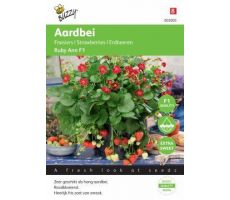 Buzzy® Hangaardbei Ruby Ann F1 roodbloeiend