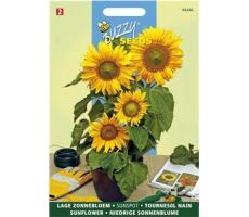 Buzzy? Helianthus, lage zonnebloem - afbeelding 2