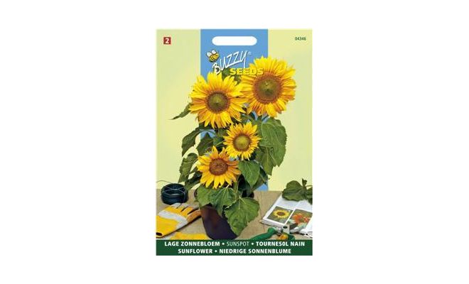 Buzzy? Helianthus, lage zonnebloem - afbeelding 1
