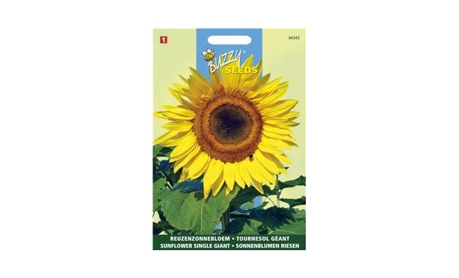 Buzzy® Helianthus, Reuzenzonnebloem Giganteus - afbeelding 1