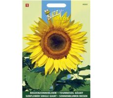 Buzzy® Helianthus, Reuzenzonnebloem Giganteus - afbeelding 1