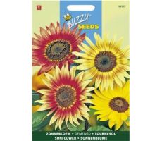 Buzzy® Helianthus, Zonnebloem gemengd - afbeelding 1