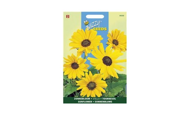 Buzzy® Helianthus, Zonnebloem Stella kleinbloemig - afbeelding 1