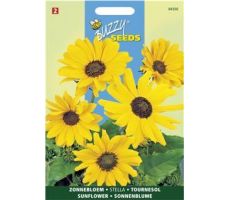Buzzy® Helianthus, Zonnebloem Stella kleinbloemig - afbeelding 1