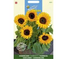 Buzzy® Helianthus, Zonnebloem Sunrich Orange F1