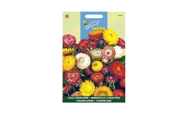 Buzzy® Helichrysum, lage Strobloem Tom Thumb - afbeelding 1