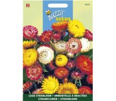 Buzzy® Helichrysum, lage Strobloem Tom Thumb - afbeelding 2
