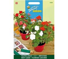 Buzzy® Impatiens, Vlijtig Liesje Baby gemengd - afbeelding 2