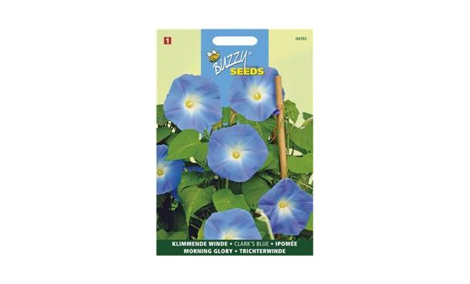 Buzzy® Ipomoea, Klimmende winde Clark’s Blue - afbeelding 1