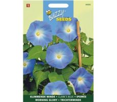 Buzzy® Ipomoea, Klimmende winde Clark’s Blue - afbeelding 1