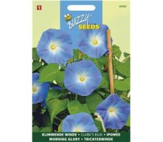 Buzzy® Ipomoea, Klimmende winde Clark’s Blue - afbeelding 2