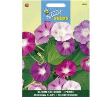 Buzzy® Ipomoea, Klimmende winde gemengd - afbeelding 2