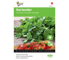 Buzzy® Koriander grootzadig - afbeelding 2