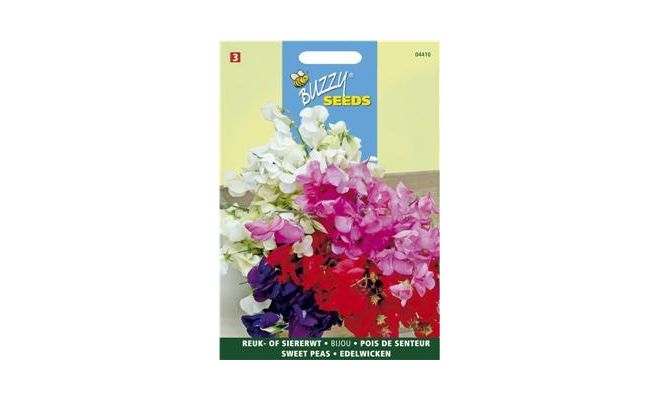 Buzzy® Lathyrus, Reuk- of siererwt Bijou - afbeelding 1