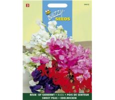 Buzzy® Lathyrus, Reuk- of siererwt Bijou - afbeelding 1