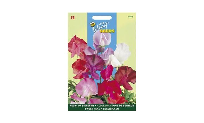 Buzzy® Lathyrus, Reuk- of siererwt Colorama - afbeelding 1