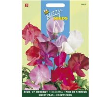 Buzzy® Lathyrus, Reuk- of siererwt Colorama - afbeelding 1