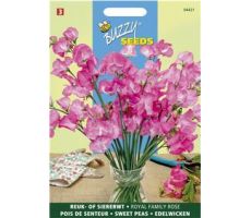Buzzy® Lathyrus, Reuk- of siererwt Royal Family roze - afbeelding 2