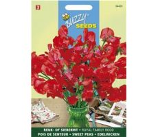 Buzzy® Lathyrus, Reuk- of siererwt Royal Family Scarlet - afbeelding 1