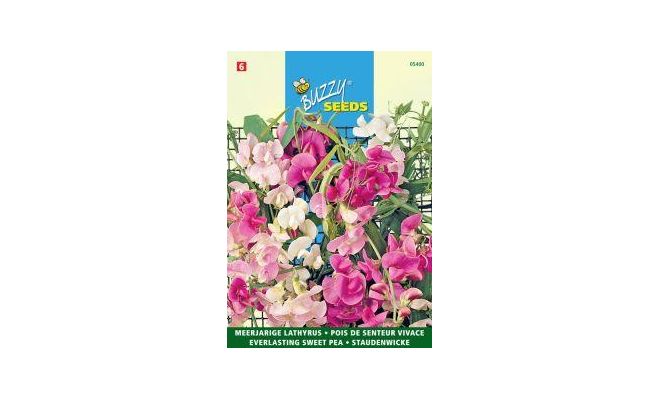 Buzzy® Lathyrus, Sier- of Reukerwt meerjarig - afbeelding 1