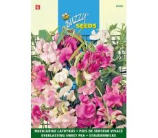 Buzzy® Lathyrus, Sier- of Reukerwt meerjarig - afbeelding 1