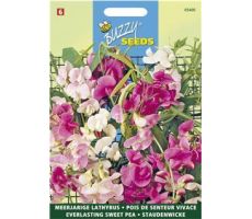 Buzzy® Lathyrus, Sier- of Reukerwt meerjarig - afbeelding 2