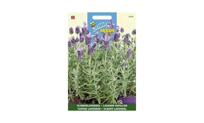 Buzzy® Lavandula, Kuif- of Vlinderlavendel - afbeelding 1