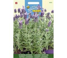 Buzzy® Lavandula, Kuif- of Vlinderlavendel - afbeelding 1