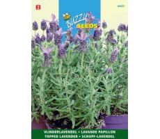 Buzzy® Lavandula, Kuif- of Vlinderlavendel - afbeelding 2