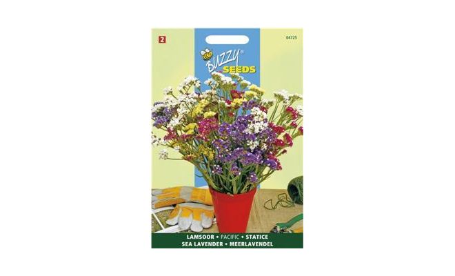 Buzzy® Limonium, Lamsoor Pacific gemengd - afbeelding 1