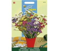 Buzzy® Limonium, Lamsoor Pacific gemengd - afbeelding 1