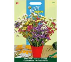 Buzzy® Limonium, Lamsoor Pacific gemengd - afbeelding 2