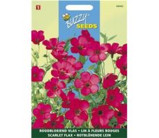 Buzzy® Linum, roodbloeiende Vlas - afbeelding 1