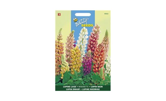 Buzzy® Lupinus, lage Lupine Minarette - afbeelding 1